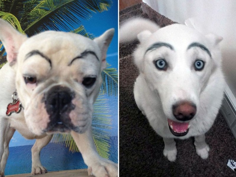 Собака с бровями