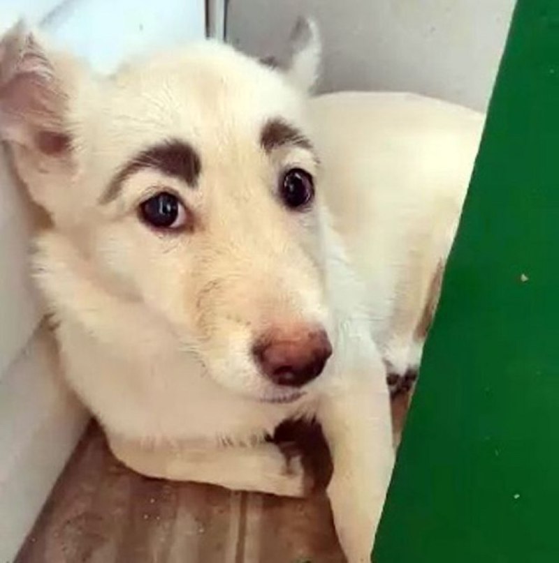 Собака с бровями
