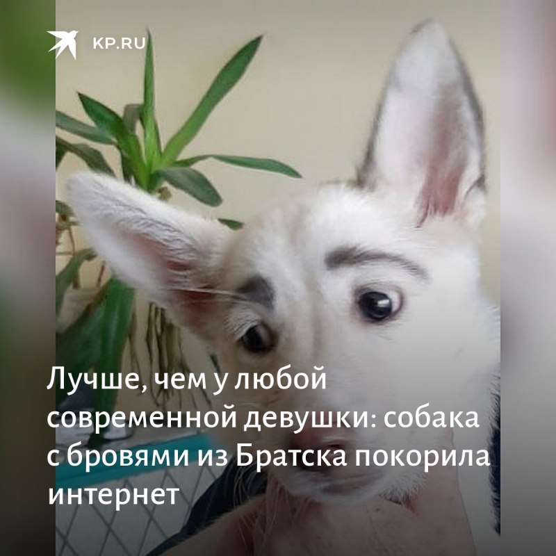 Собака с бровями Братск