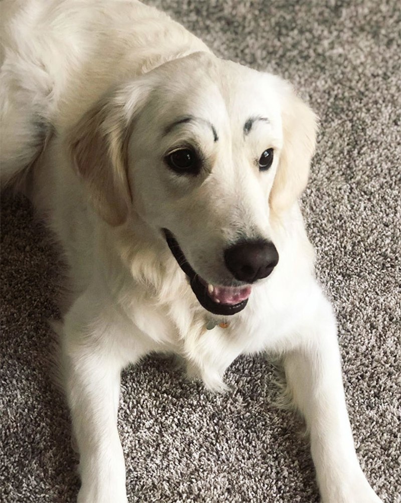 Собака с бровями