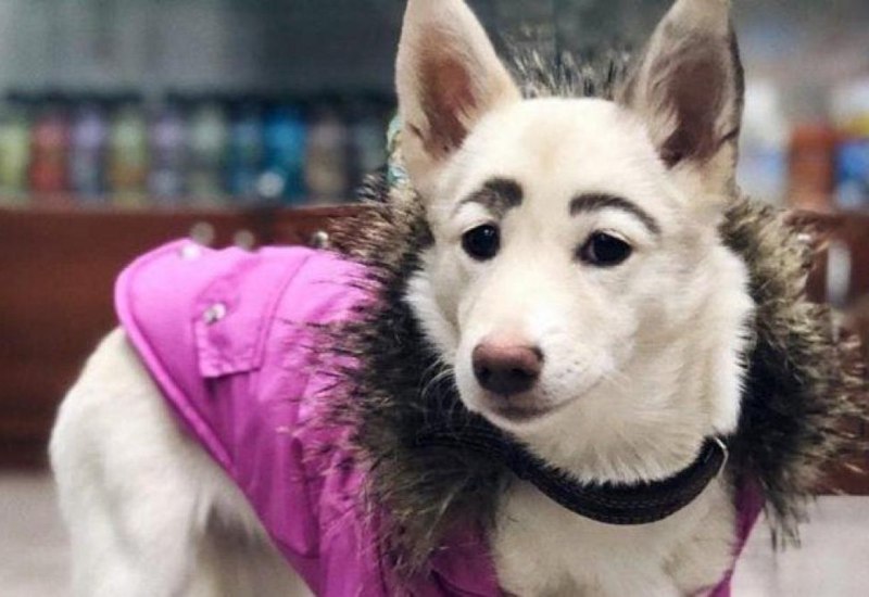 Собака с бровями