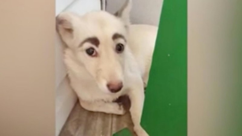 Собака чихуахуа