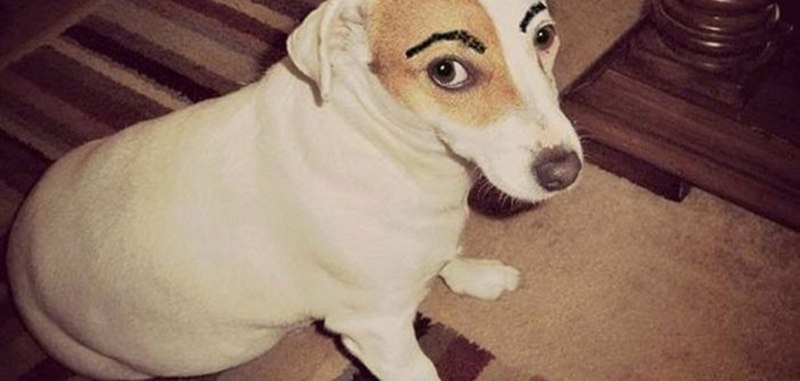 Брови у животных