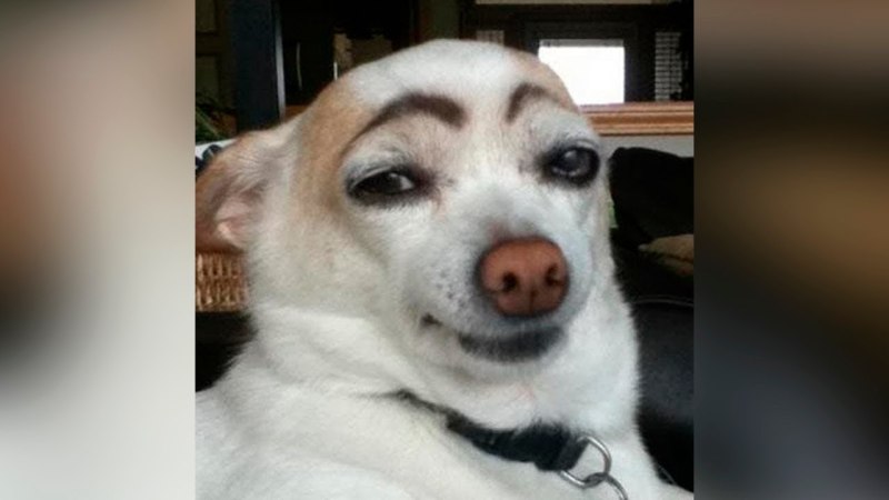 Собака с черными бровями