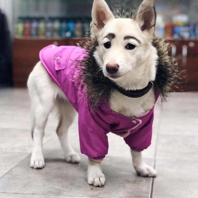 Собака с бровями Мем