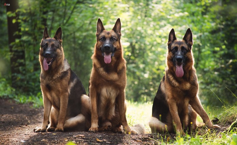 German Shepherd немецкая овчарка щенок