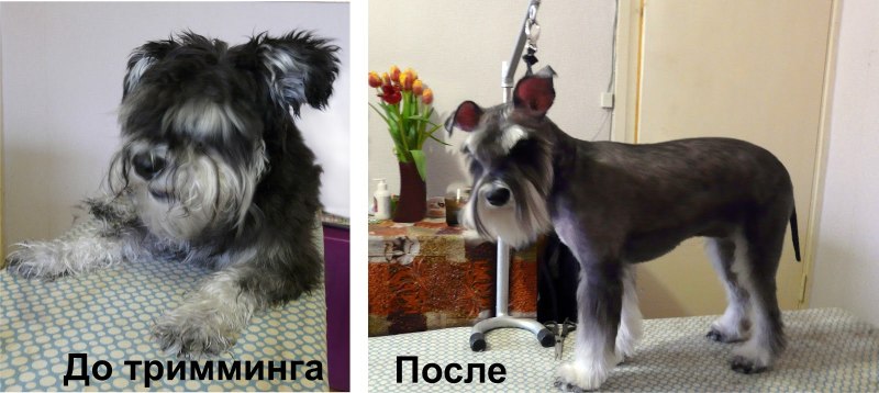 Порода собак цвергшнауцер