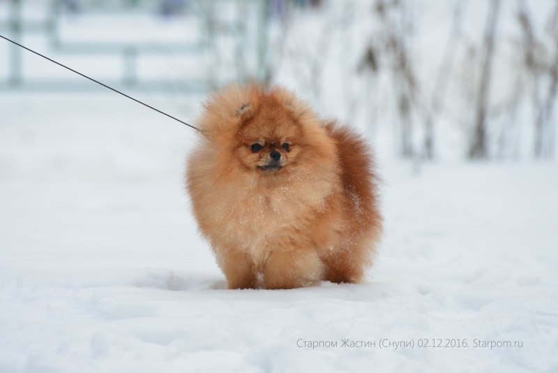 Вязка шпицев