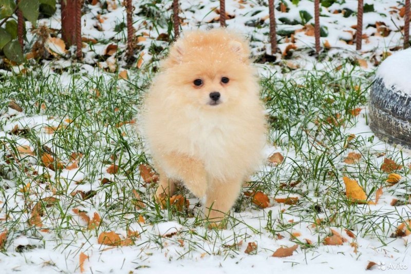Собака шпиц девочка