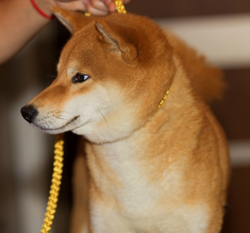 Сиба ину