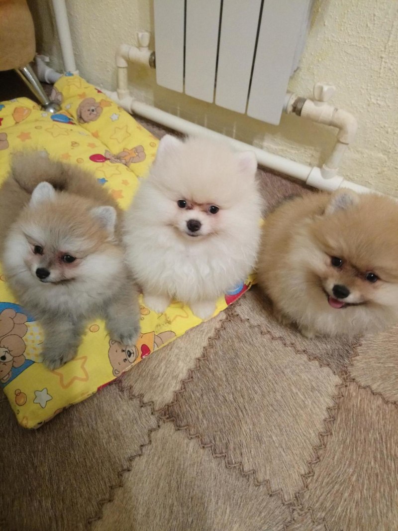 Шпиц померанский карликовый рыжий щенок