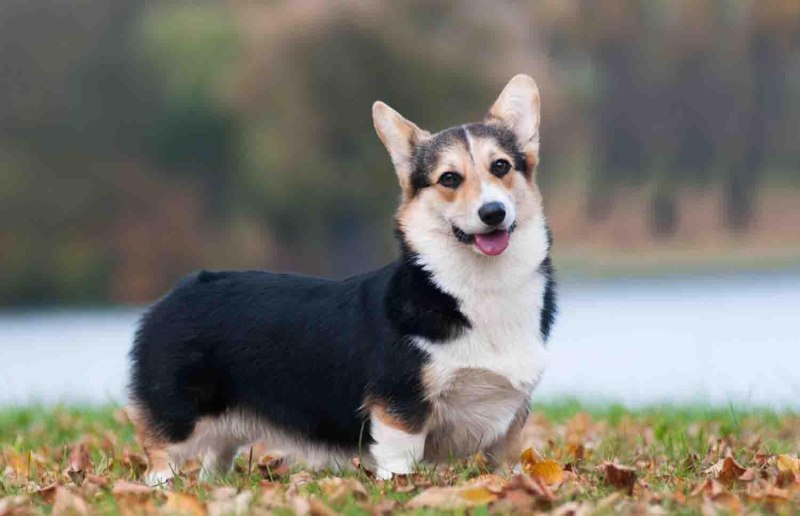 Вельш корги терьер