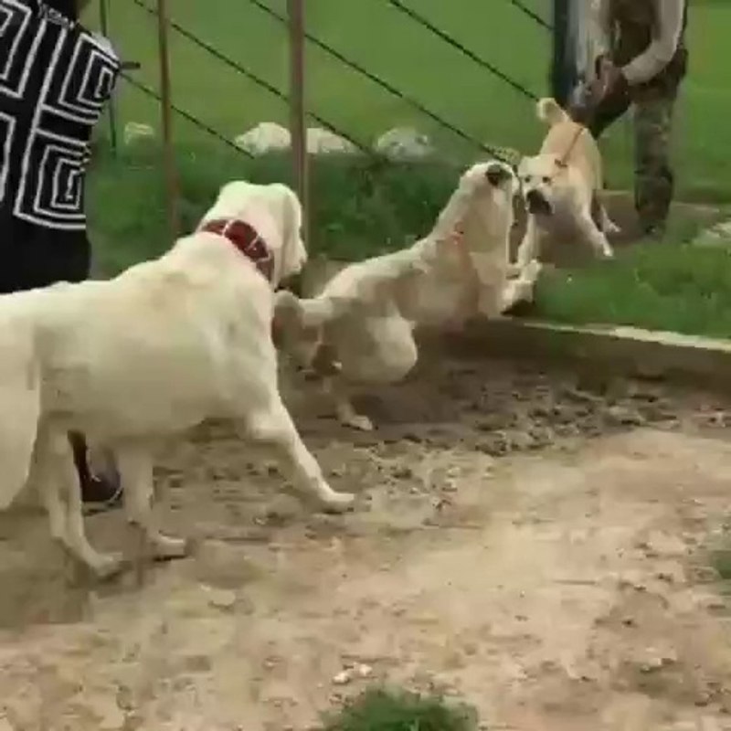 Питбуль алабай щенки