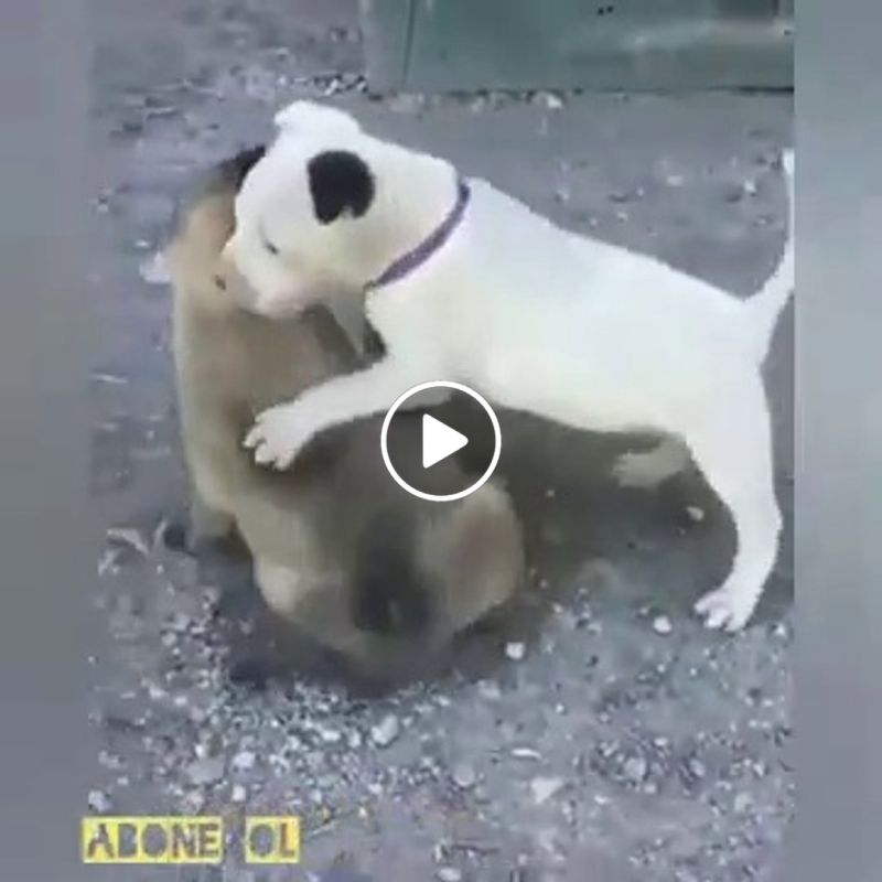 Хан собака алабай