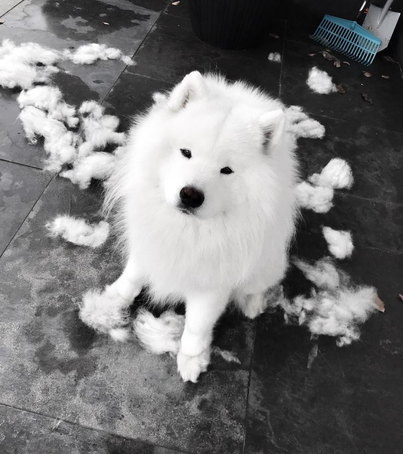 Бобтейл собака