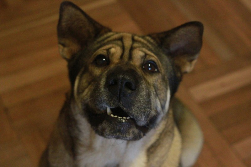 Husk Pei