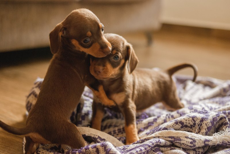 Dachshund canis