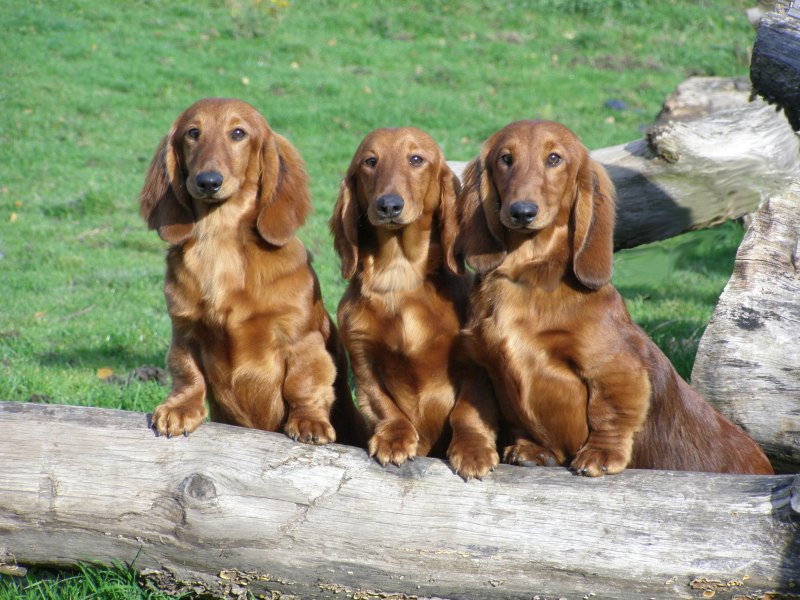 Dachshund Standard