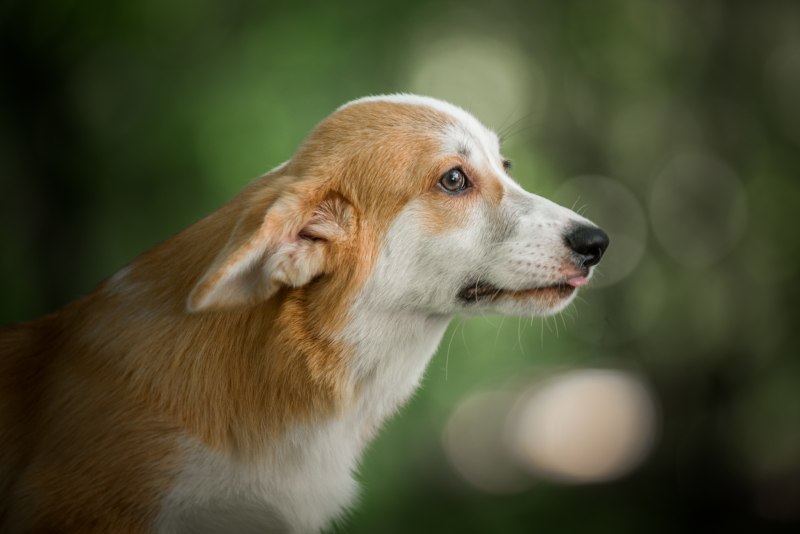 Вельш-корги