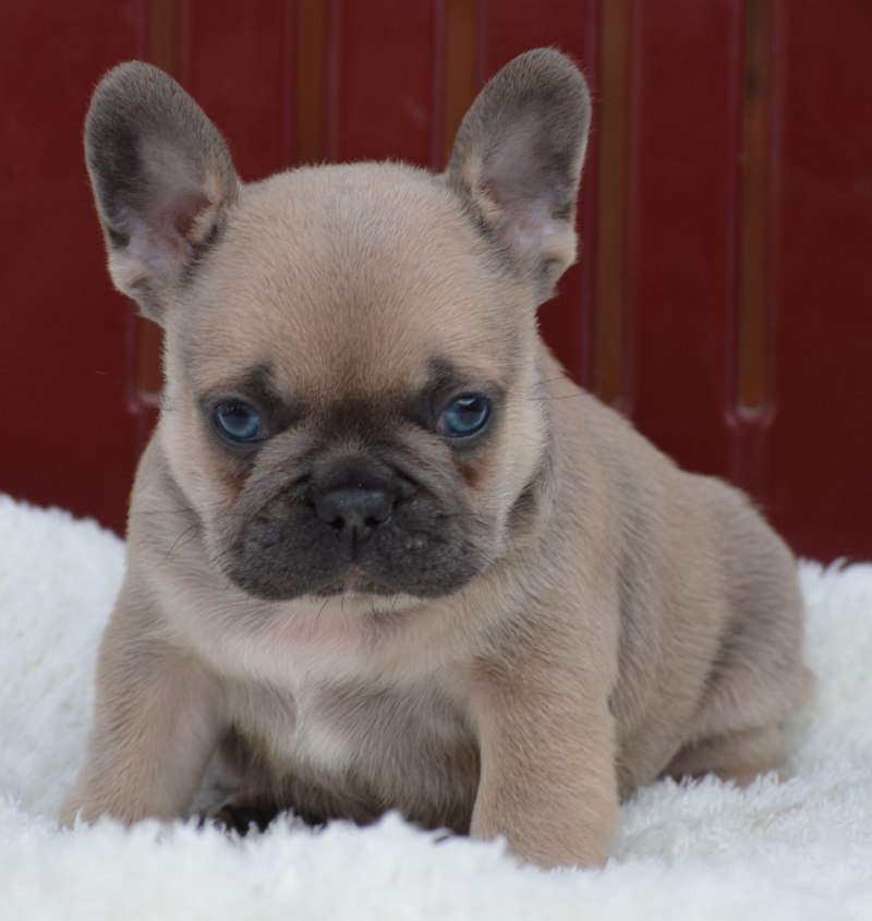 Blue Fawn французский бульдог