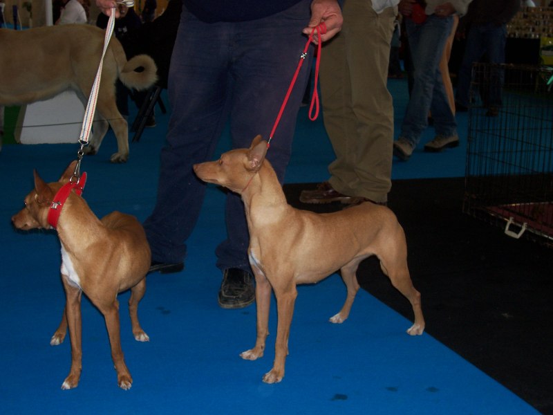 Андалузский Поденко (Поденко Андалуз) (Podenco Andaluz)