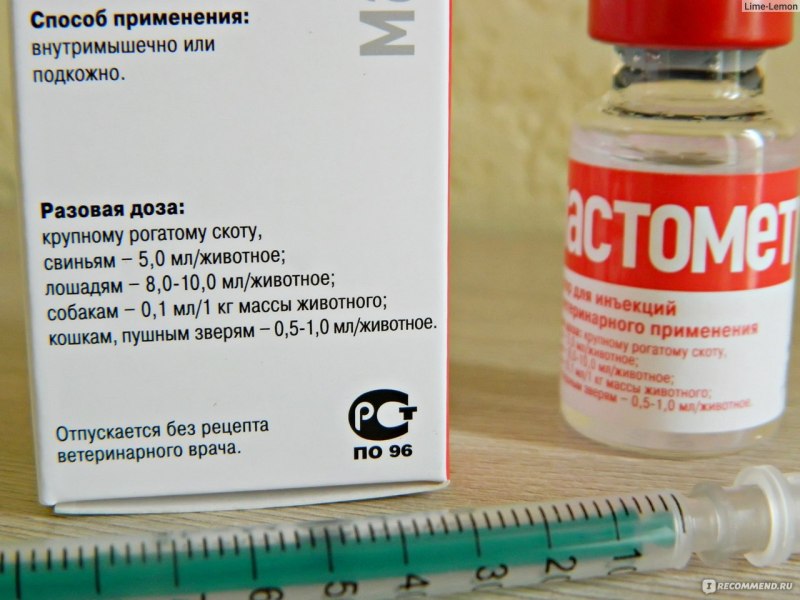Грудь беременной собаки
