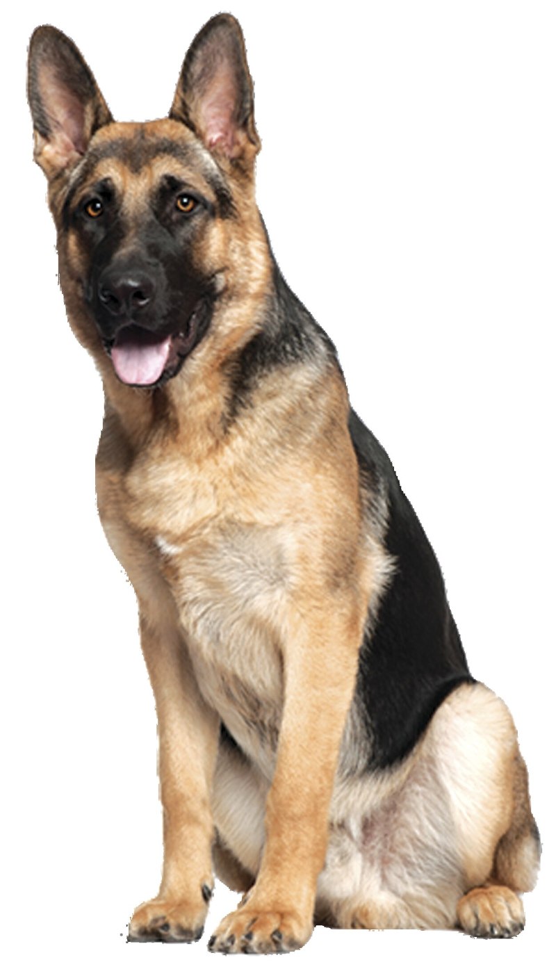German Shepherd на белом фоне