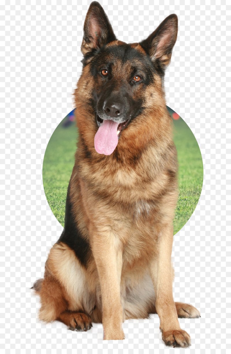 Овчарка сидит
