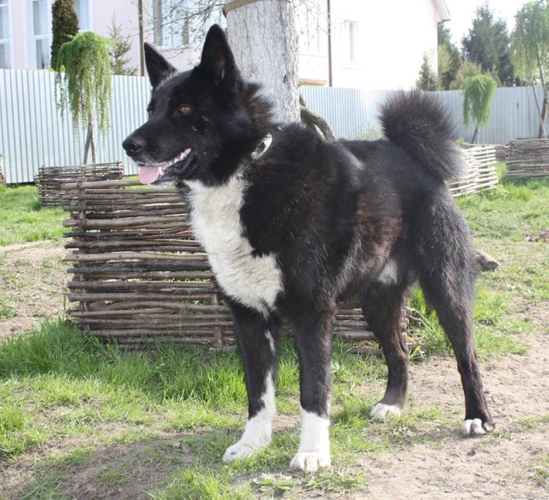 Сибирский хаски