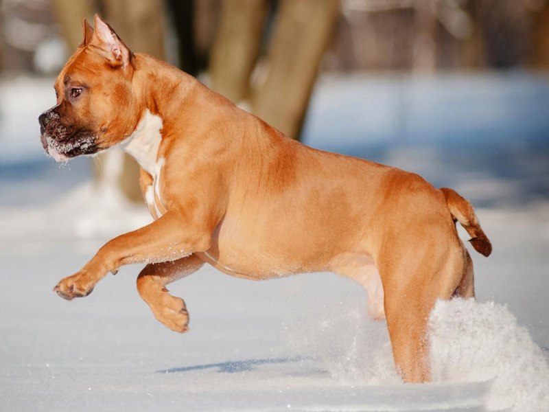 German Shepherd щенок