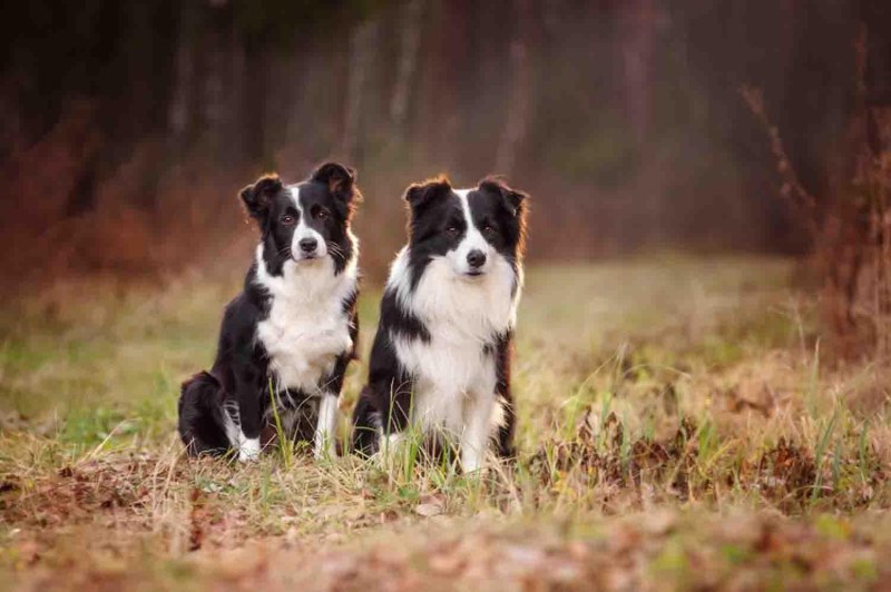 Border Collie (бордер колли)