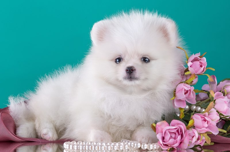 Померанский шпиц