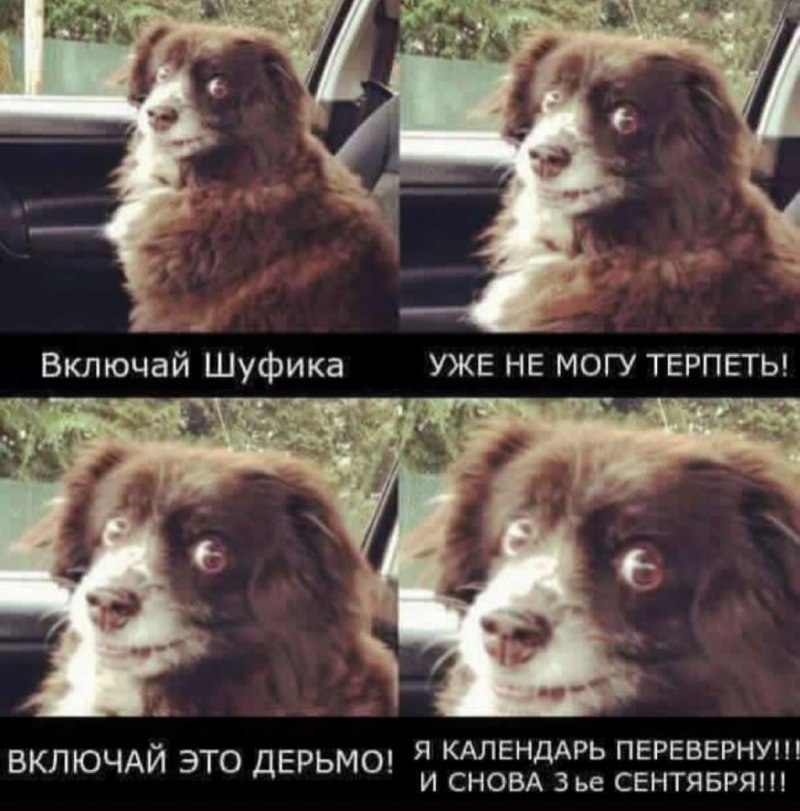 Шуфик 3 сентября Мем