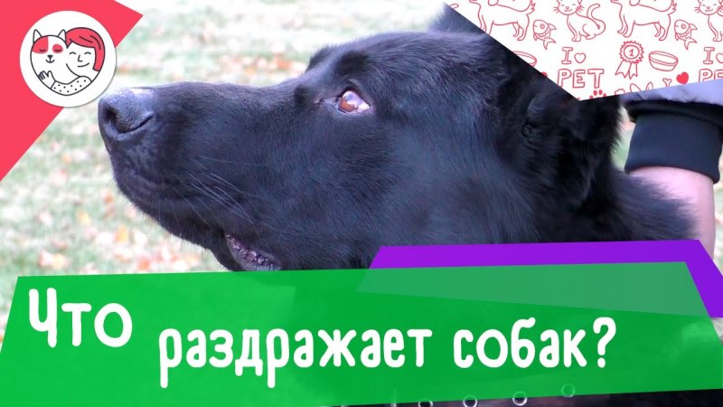 Кот собака и человек