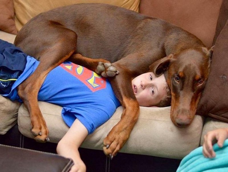 Dog protect your Home