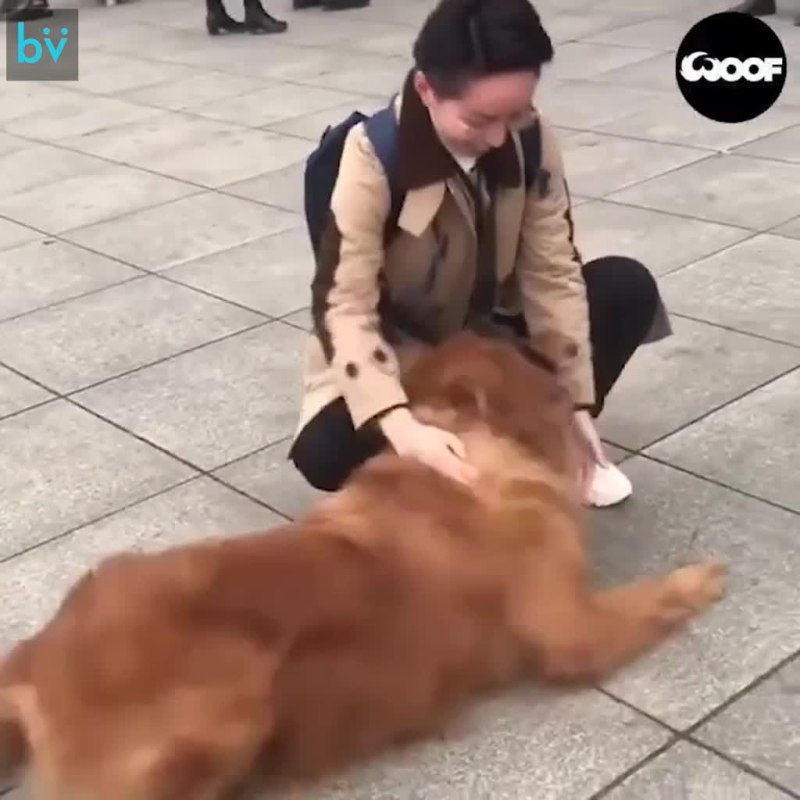У меня была собака я