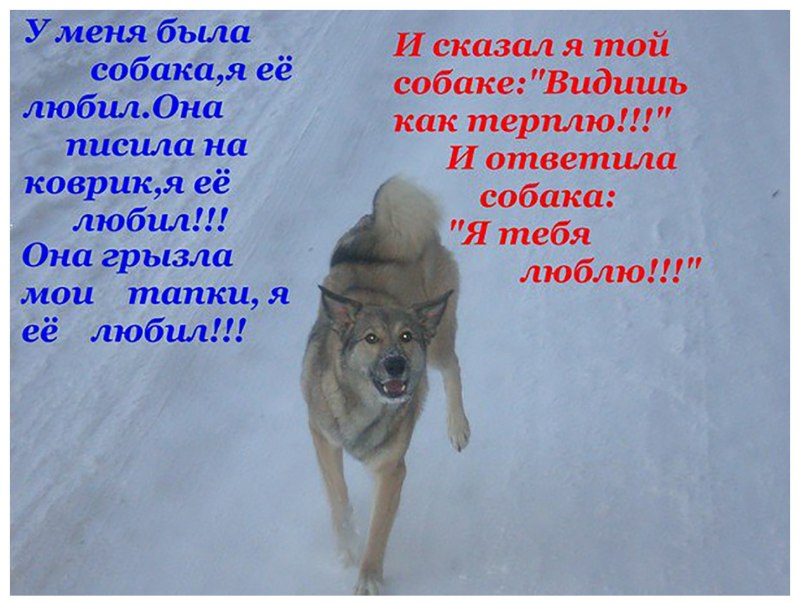 Бердник собака