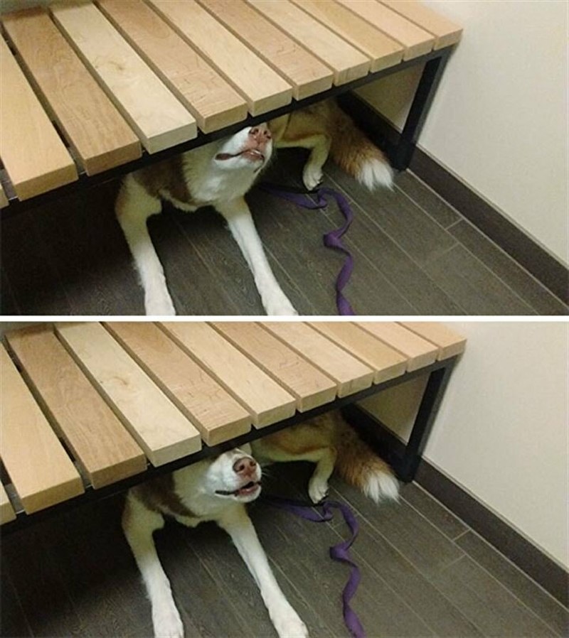 Собака будит хозяина утром