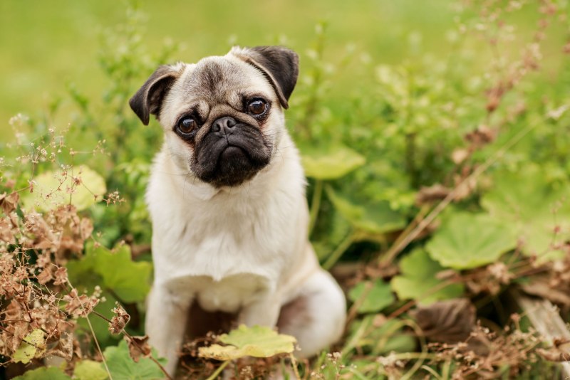 Pug Мопс