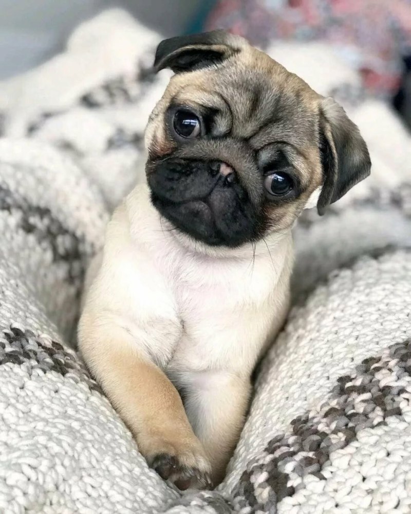Pug Мопс