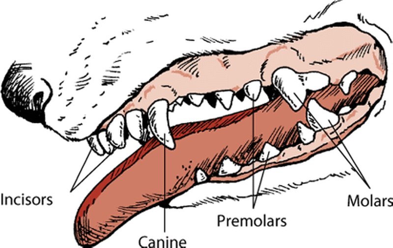 I Wondered how many Teeth did a Tiger have