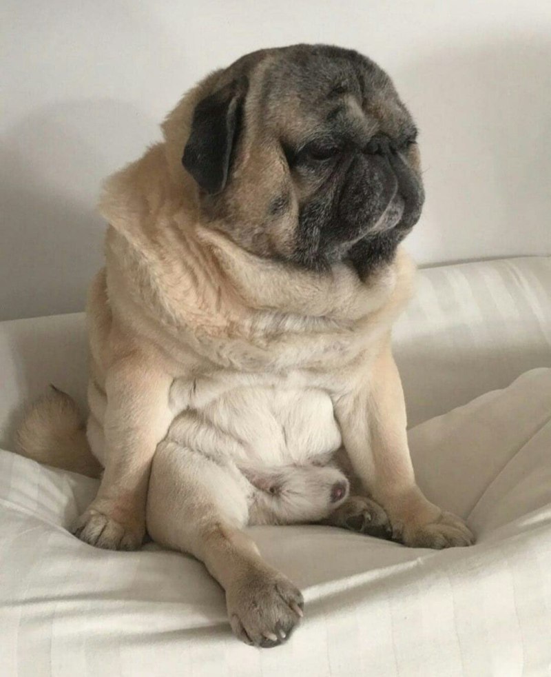 Pug Мопс