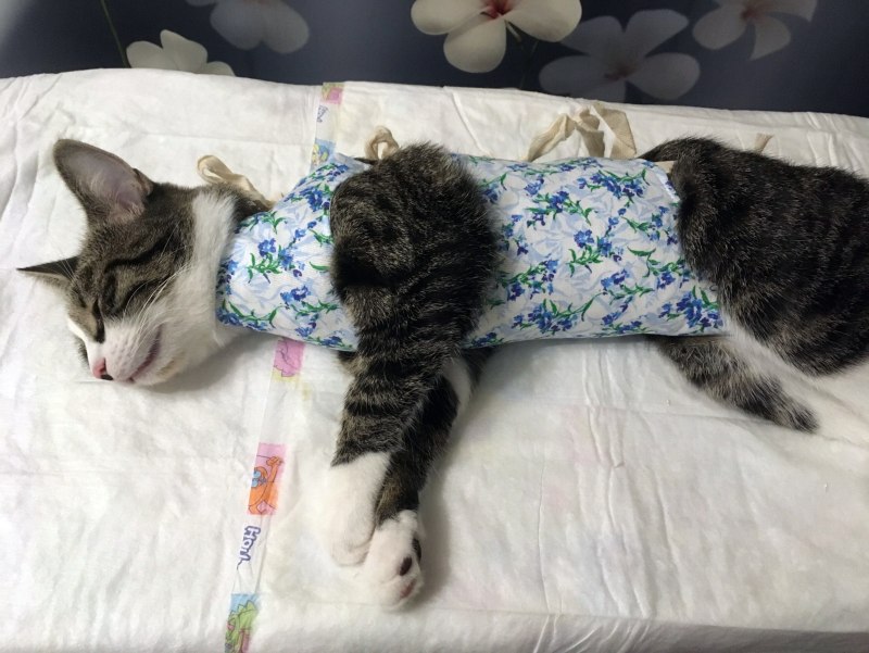 Попона для котов после кастрации