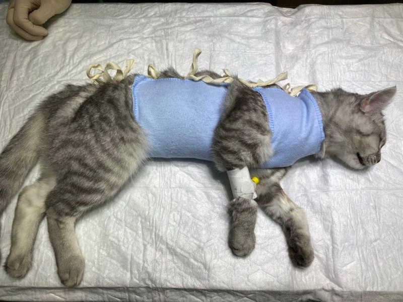 Стерилизация кошки косметический шов
