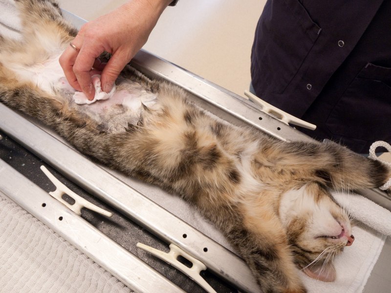 Стерилизация кота схема