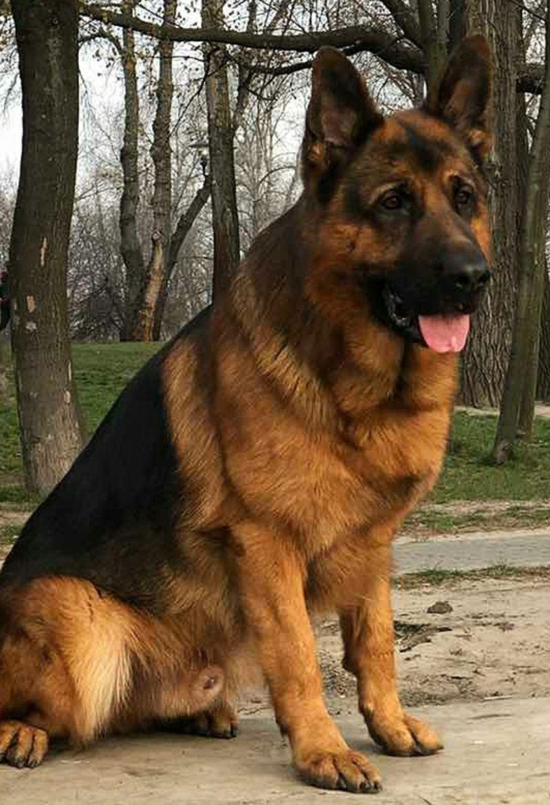 Щенок немецкой овчарки шоу класса