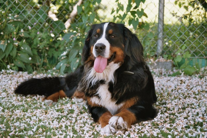 Berner Sennenhund порода