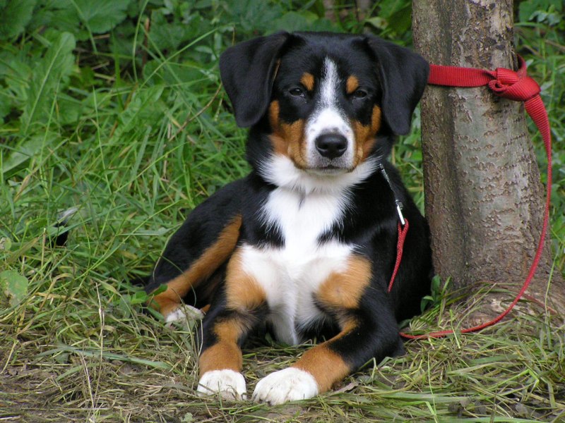 Berner Sennenhund порода