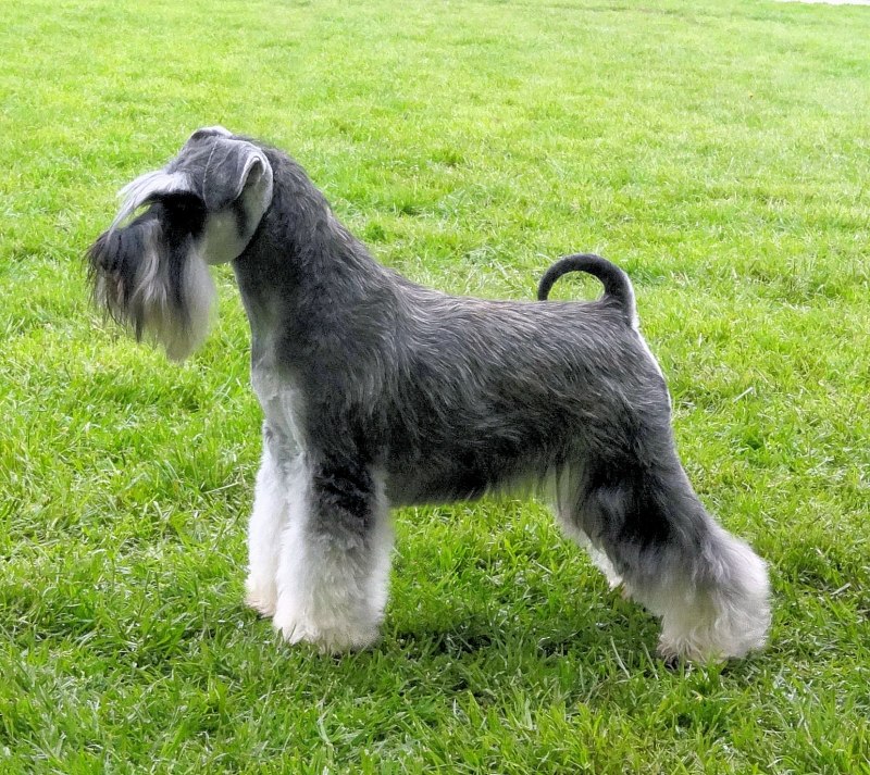 Ризеншнауцер / giant Schnauzer (181) к