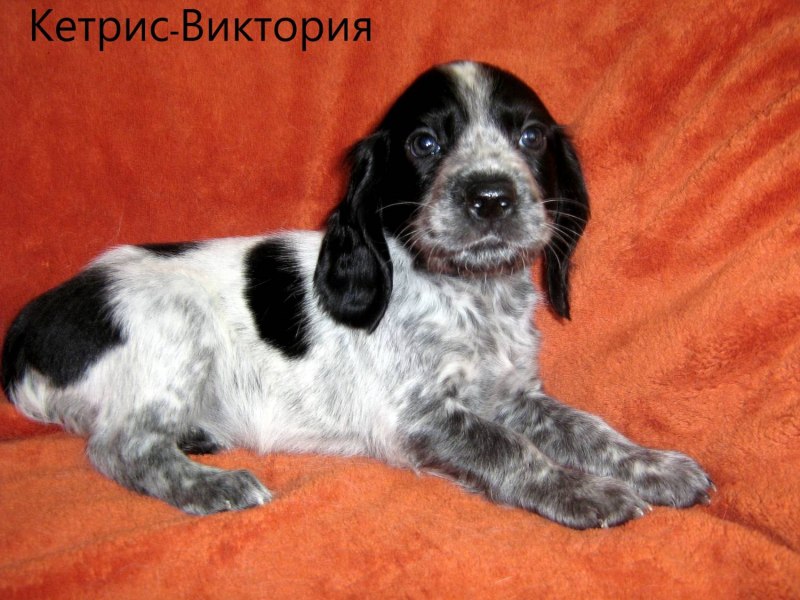 Русский охотничий спаниель девочка 1 месяц